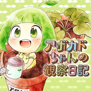 アボカドちゃんの観察日記
