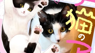 かわいい子猫のアイランド　～漫画家が保護猫を引き取った話～