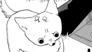 芝犬